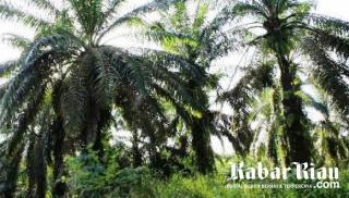 Gagal Kuasi Lahan, Kata Antoni Karena Uang Beli Lahan PT SNI "Dibagi-bagi?"