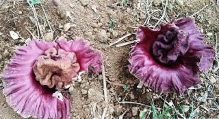 Heboh di Lahan Warga Dusun Manis Tumbuh Belasan Bunga Bangkai