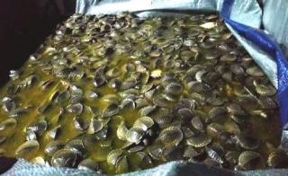 Balai Gakkum Wilayah Sulsel Amankan Ribuan Labi-labi Moncong Babi