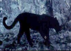 Dua Macan Kumbang Terpantau Camera Trap di TN Tengger Semeru