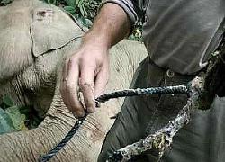 Banyak Satwa Dilindungi Jadi Korban, Pelaku Pemasang Jerat di Aceh Tak Kunjung Ditangkap