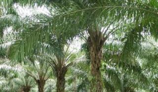 Berita Kebun Ilegal PT Agro Abadi Mencuat Lagi