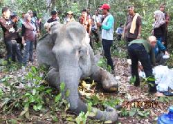 Gajah Betina Dewasa Nama Dita di Riau Mati