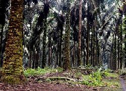 PT Tunggal Perkasa Plantation Inhu Tak Tersentuh Hukum, LSM: Mana Janjimu Gubri