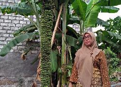 Pisang Berbuah Seribu Viral, Ada yang Komen Ini Hoax