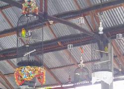 Lomba Kicau Burung Nasional Kota Malang Nyaris Bubar