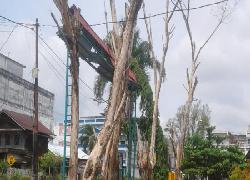 Pohon Lapuk SDN 06 Bengkalis Menunggu Korban