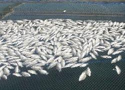 Ikan Keramba Waduk Saguling, di Kecamatan Batujajar Mendadak Mati