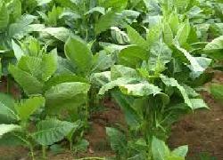 Artikel - Masa Depan Petani Tembakau Kabupaten Temanggung Suram