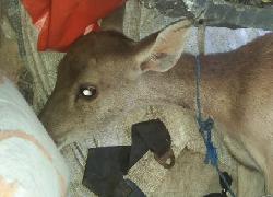 Satu Pelaku dan 7 Rusa Mati Dimankan Petugas Gabungan TNI-Polri di Sape Lambu