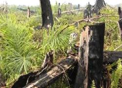 FLEGT Uni Eropa Bertujuan untuk Mengurangi Pembalakan Liar