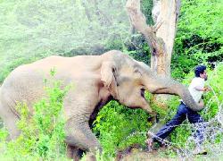 5 Pemburu Badak Diamuk Gajak 1 Tewas