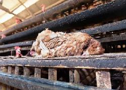 Sebelum Terlambat Waspadai Endemi Penyakit Baru Pada Telur dan Ayam