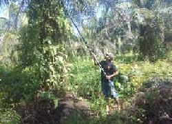 PT SRK Inhu Ingkar Janji Bayar Gaji Karyawan