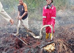 Duka Dibalik Peristiwa Karhutla, Ular Phyton Mati Terpanggang Demi Melindungi 20 Telurnya