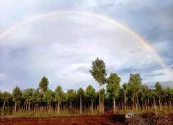 Pelangi Dilahan Budidaya Geronggang Bengkalis, Solihin: Ini Pertanda Baik?