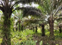 Kapolda Riau Siap-siap, Konflik Antar Warga Diatas Lahan Koperasi ESM Tapung Hilir, Diduga "Dipelihara"