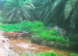 Kalau Razia Kebun Sawit Gubri Terlaksana, Hampir Semua Perusahaan Sawit di Riau "Terlibat"