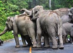 Aksi Demo 20 Ekor Gajah Liar di Aceh Dibubarkan Pakai Mercon