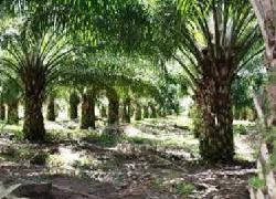 Lima Pemdes dan Satu Kelurahan Minta Proses Bagi Hasil Sawit PT SDA Dipercepat