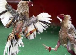 Dilokasi Sabung Ayam Maluku Utara Polisi Ditikam