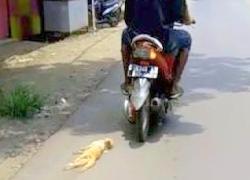 Aksi Sadis Seret Kucing Sepanjang Jalan Jadi Perhatian Polisi Pekalongan