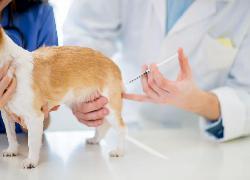 Walau 1000 Ekor Anjing Sudah Dimatikan, Rabies Masih Menghantui Warga NTB