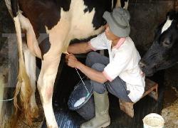 Kasus Dugaan Sapi Perah Bodong Dilaporkan ke Polda Riau