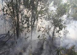 Lahan Dekat PT AA Pelalawan Kembali Terbakar